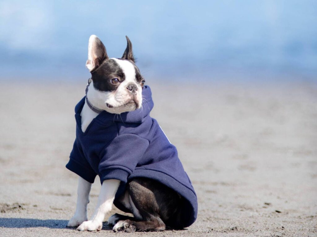 海で撮った犬の写真