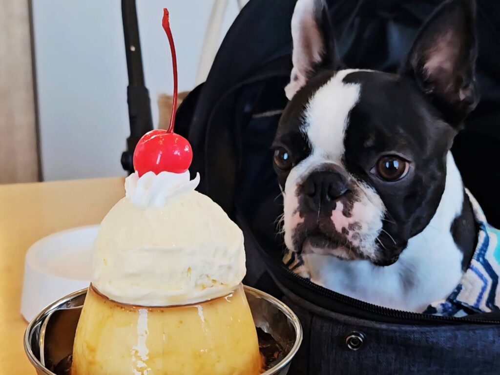 Windera Cafeで撮影した、プリンと犬の写真