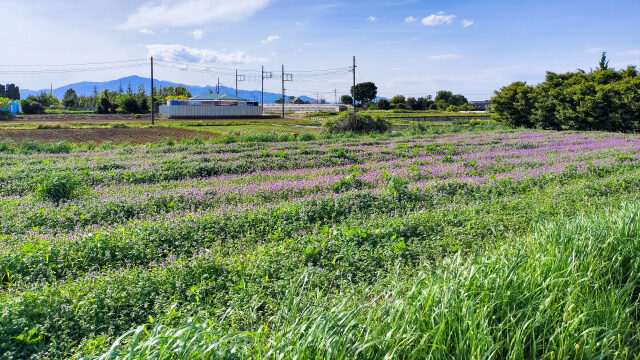 藤沢の農地