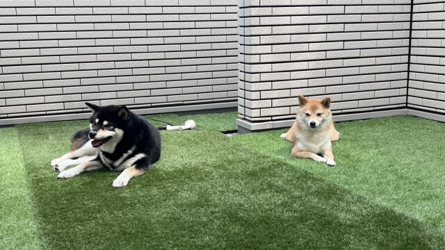 ルーフバルコニーと犬
